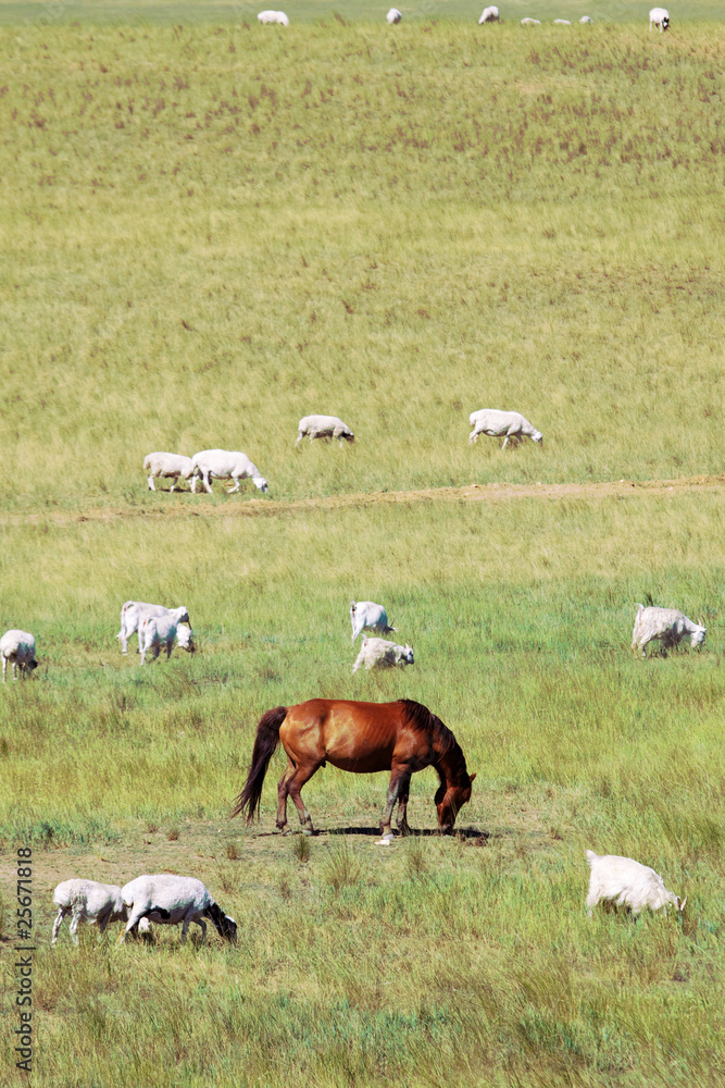 Fototapeta premium horse and sheep
