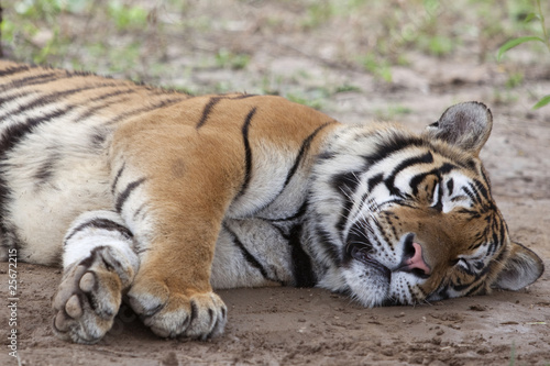 Siberian tiger is sleeping