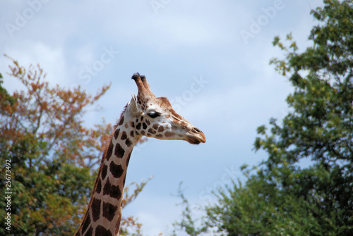 portrait de giraffe