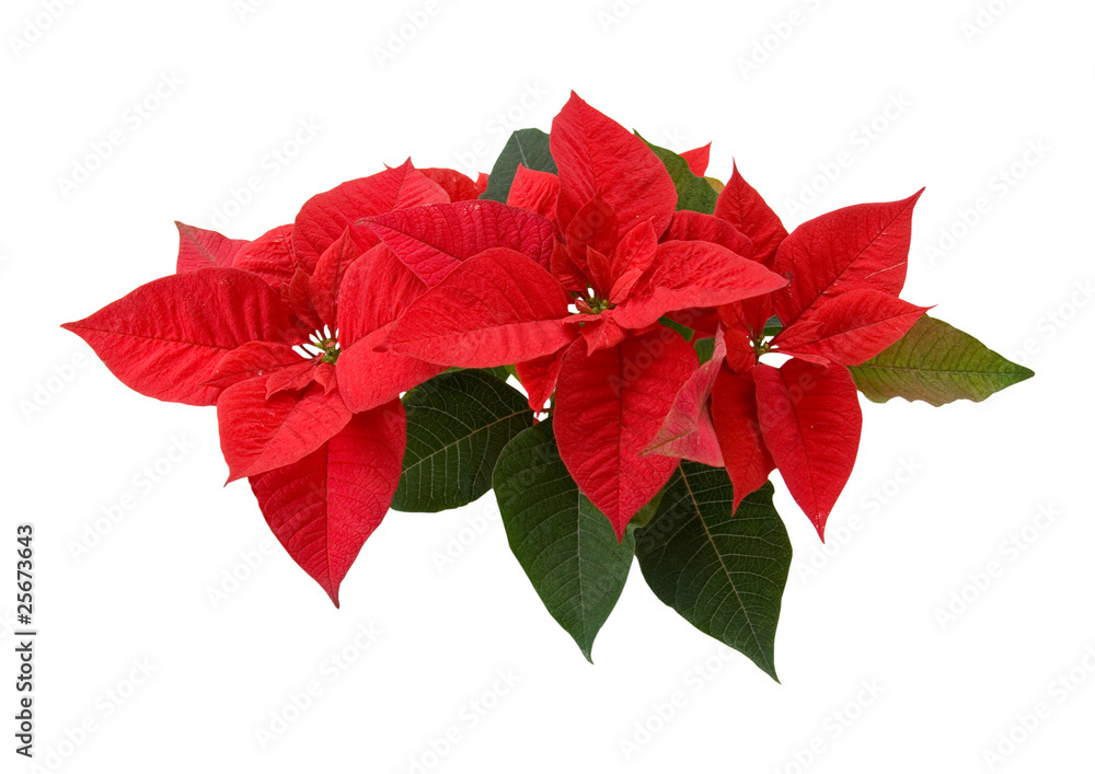 Red poinsettia