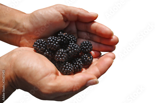 Isolated feminine hands with blackberry
