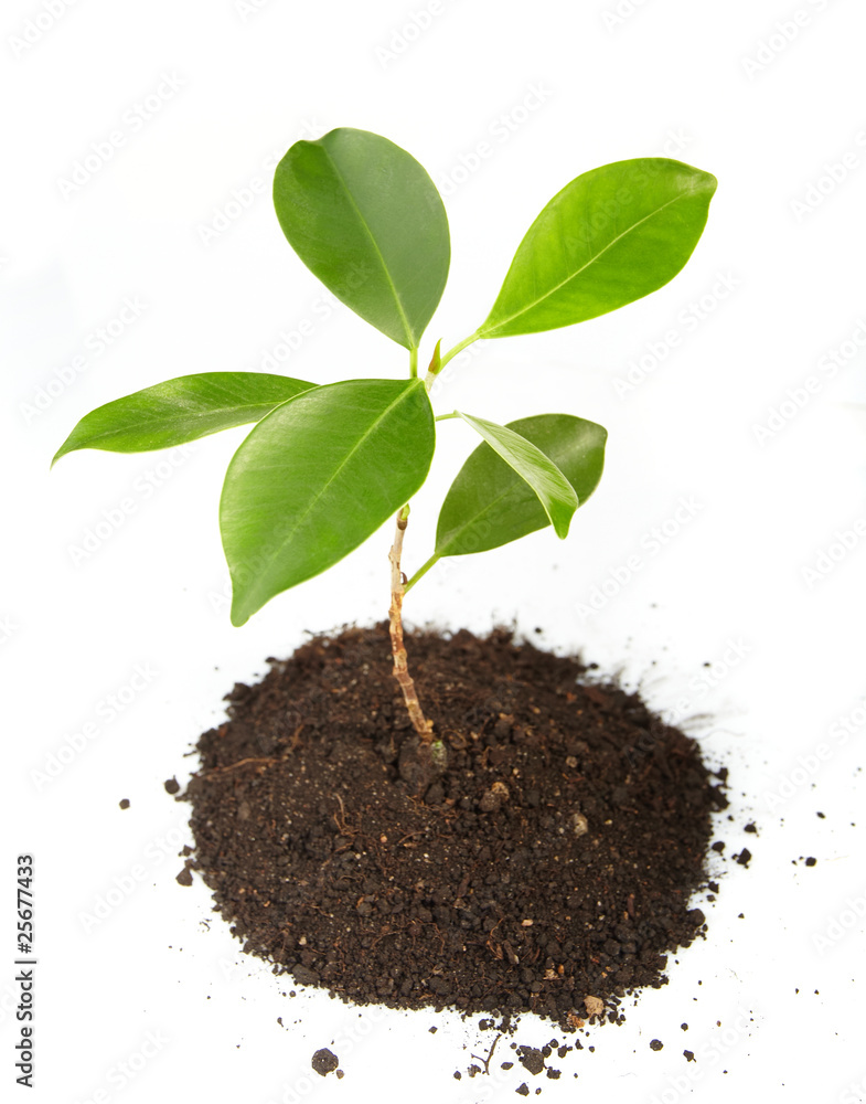 Young green plant on a white background Young green plant on a white background