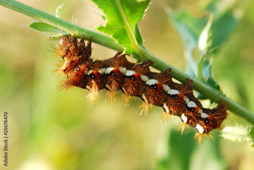 Obraz premium caterpillar