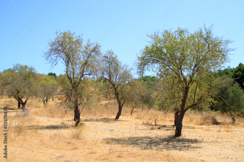 Alberi di mandorle nella campagna siciliana Alberi di mandorle nella campagna siciliana