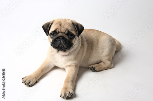Mops Welpe