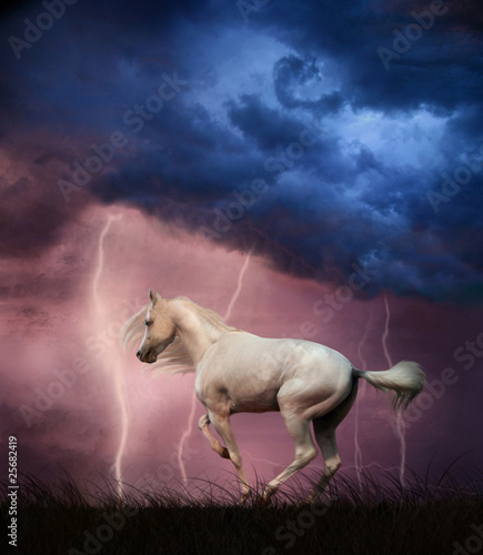 White horse under thunder sky with lightning