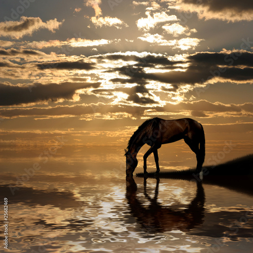 The horse at lake on sunset