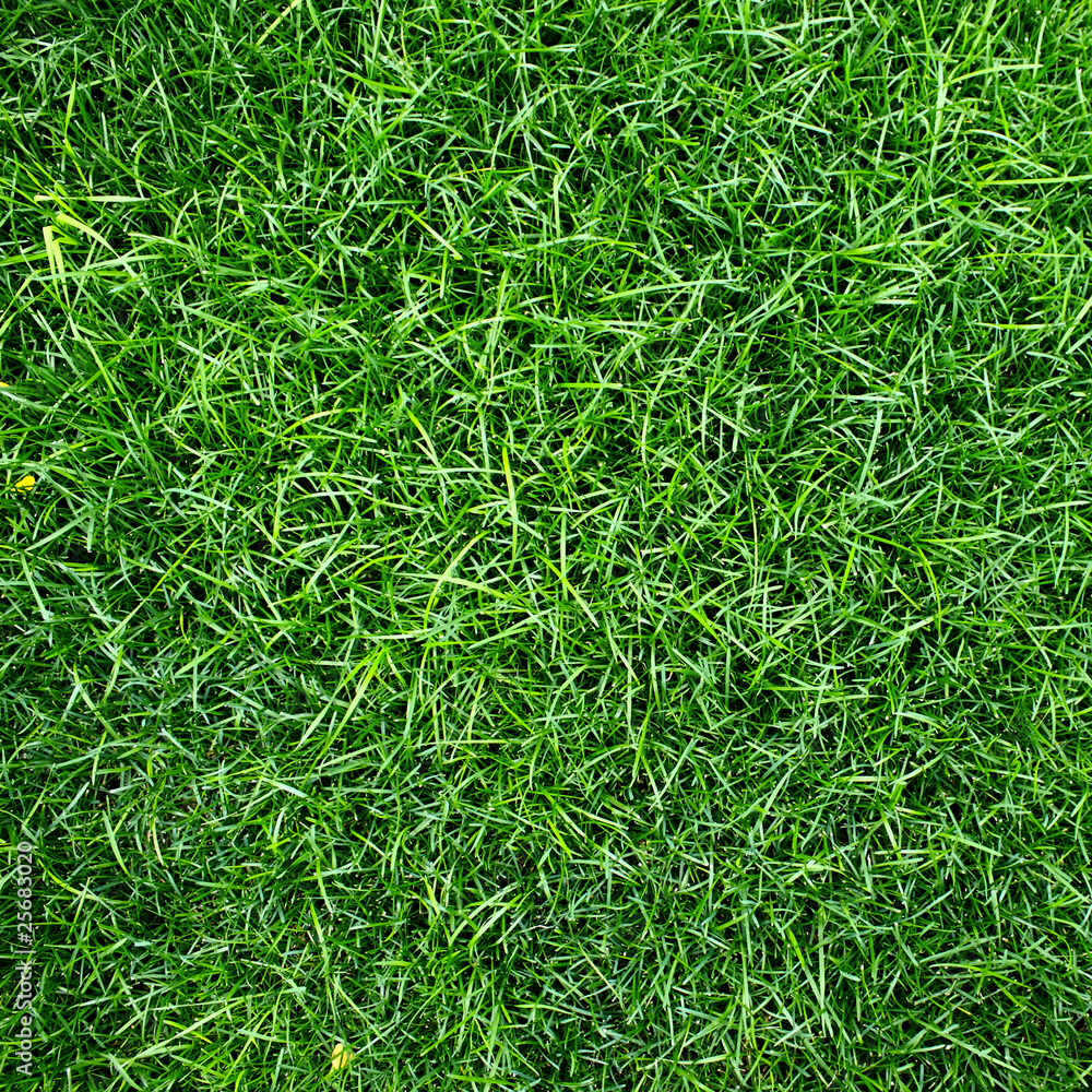 Grass Grass