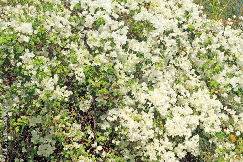 buisson de bougainvillées fleurs blanches
