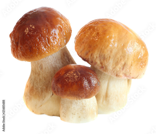 Boletus Edulis mushrooms isolated