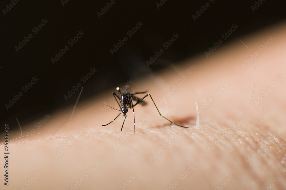 custom made wallpaper toronto digitalAsian tiger mosquito Aedes albopictus (Stegomyia albopicta),