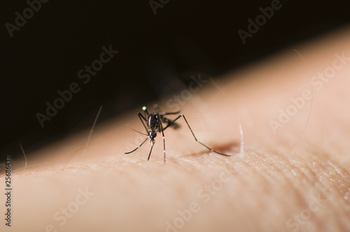 Asian tiger mosquito Aedes albopictus (Stegomyia albopicta),