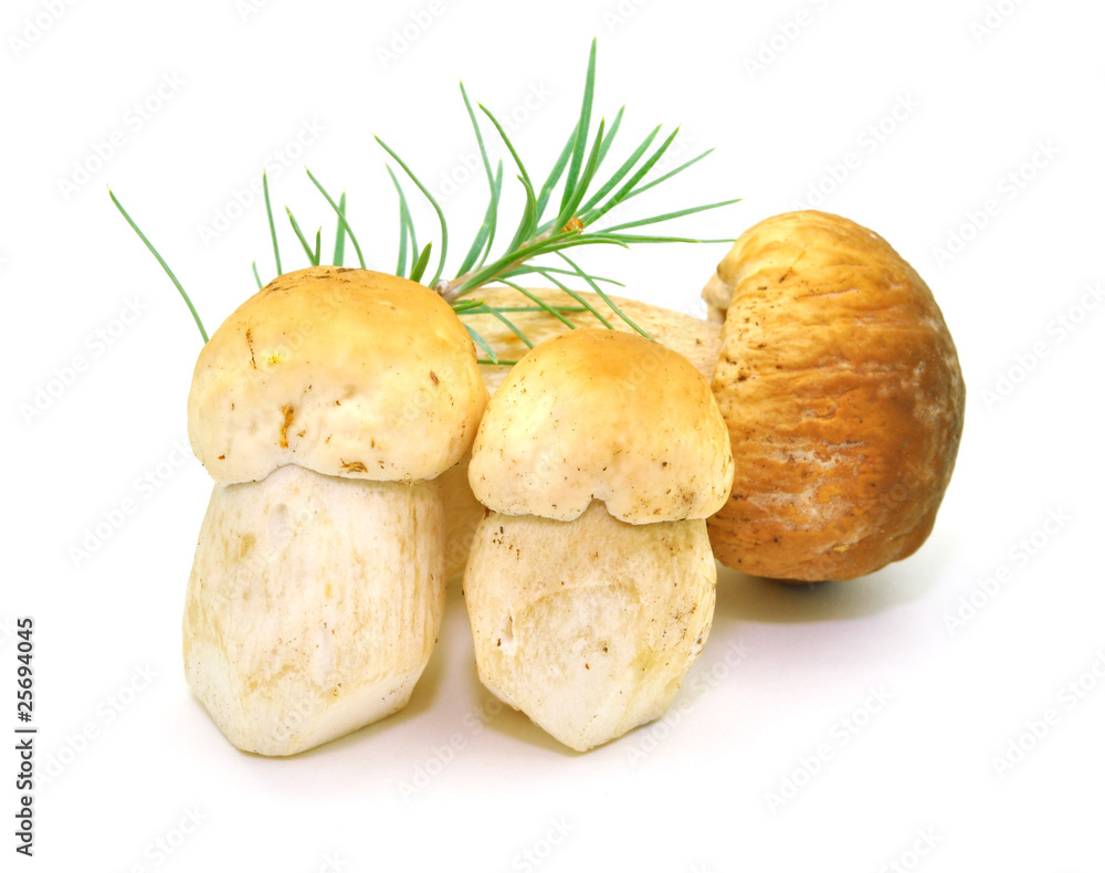Steinpilze Steinpilze