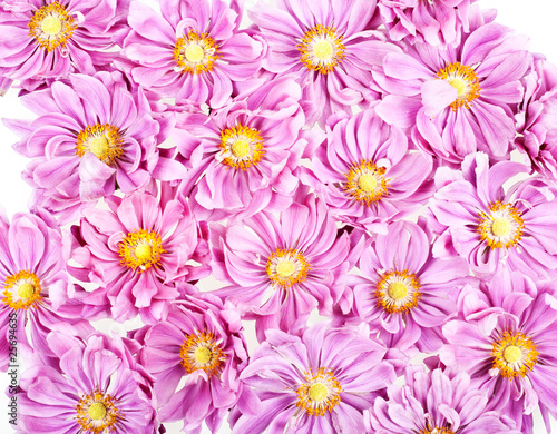 floral background