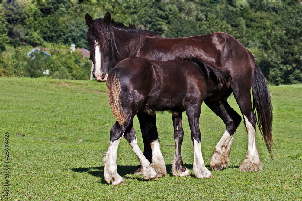 Obraz premium Shirehorse Stute mit Fohlen