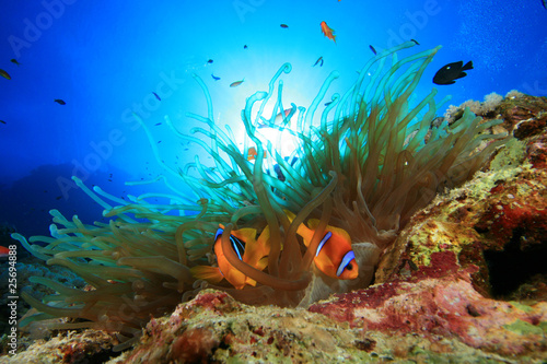 Anemone and pair of Red Sea Anemonefish © Richard Carey