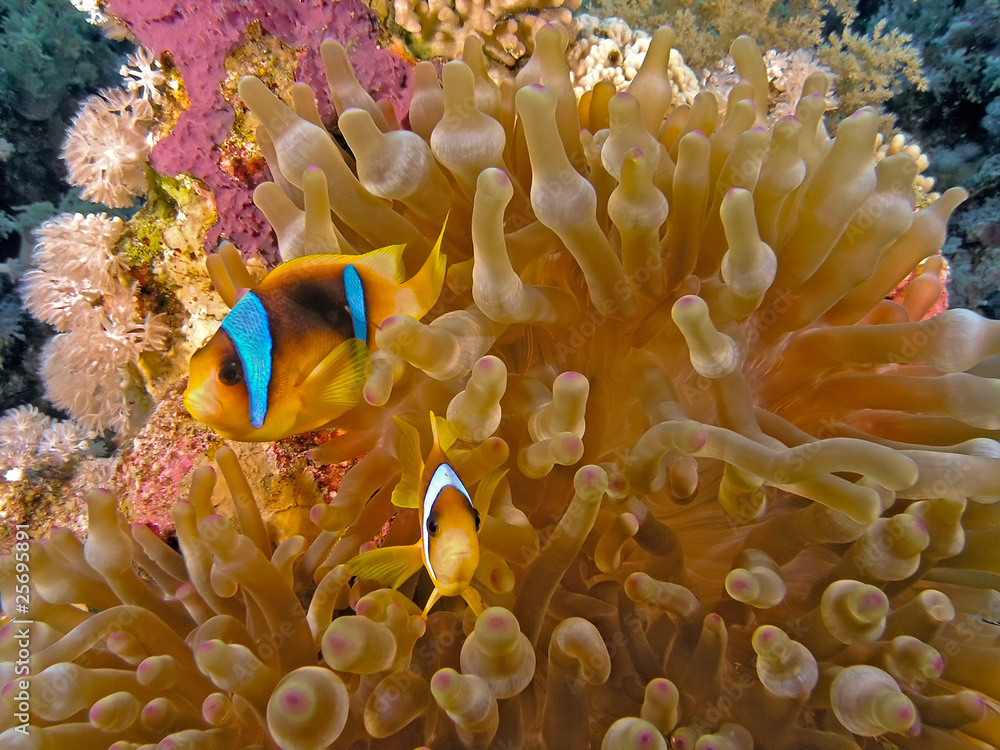 Clownfish
