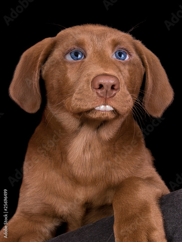 Lab puppy with human features