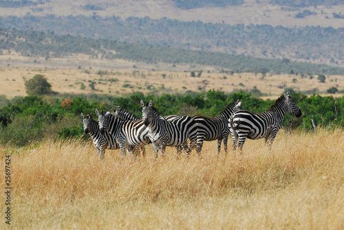 Zebras herd in Masai Mara