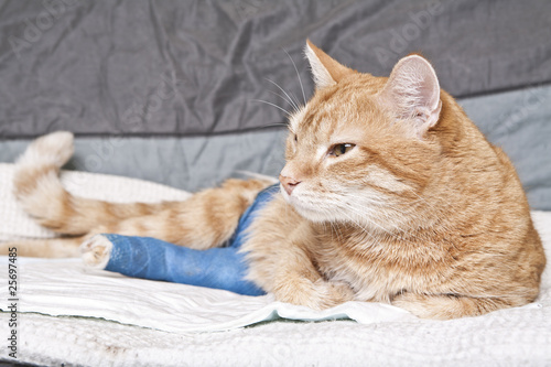 Ginger cat with broken leg