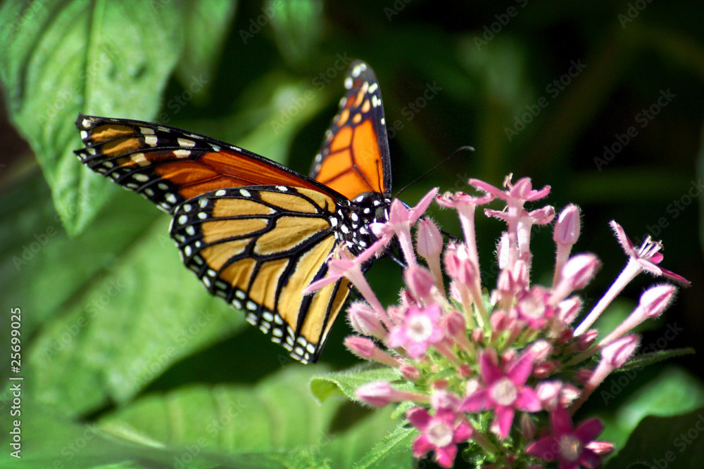 Obraz premium Butterfly