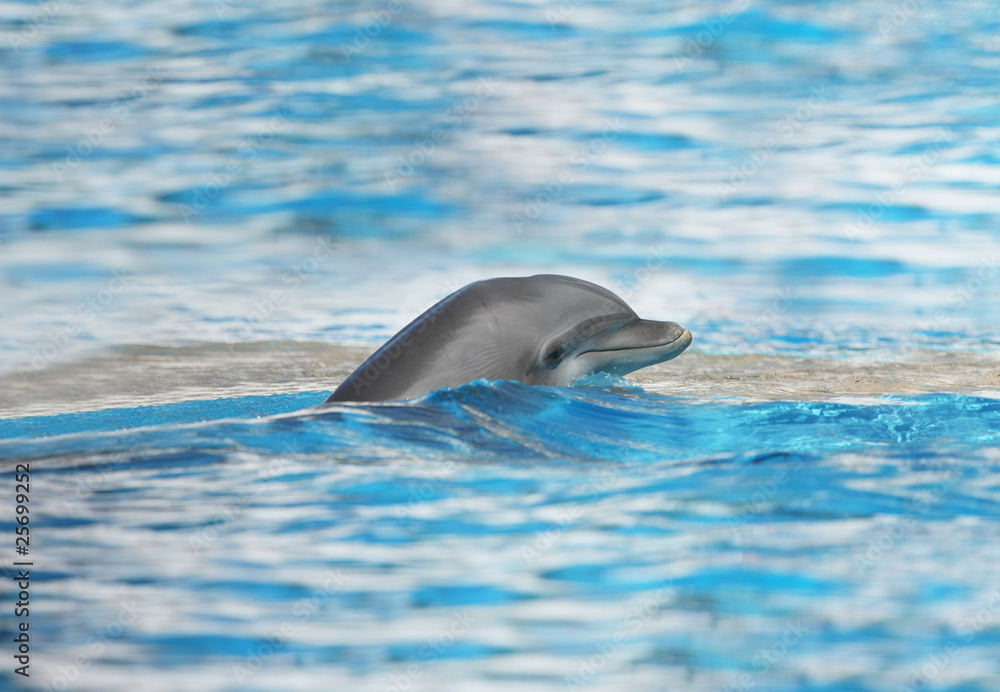 Naklejka premium dolphin