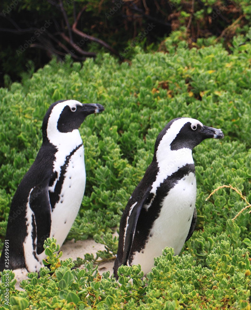 Obraz premium Manchots du Cap