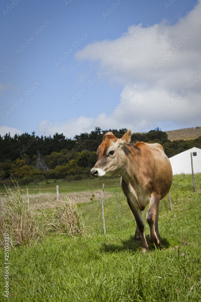 Fototapeta premium Cow