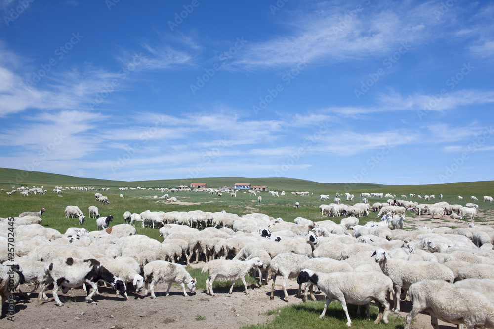Obraz premium sheep herd