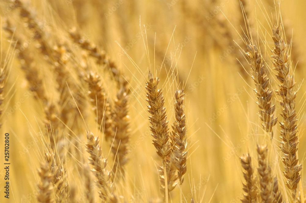 Fototapeta premium 麦秋