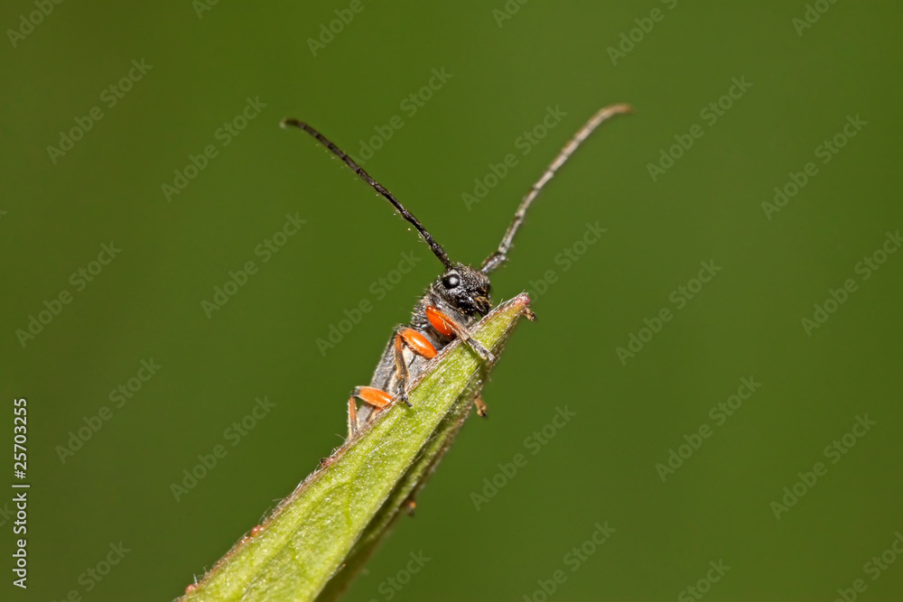 Fototapeta premium coleoptera cerambycidae insects