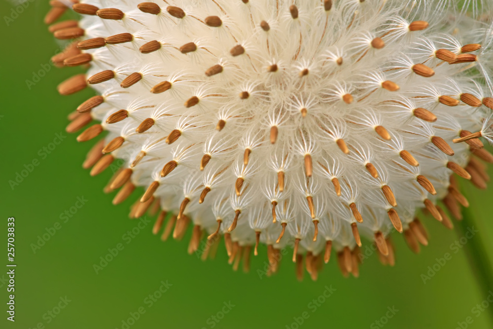 Naklejka premium plant seeds