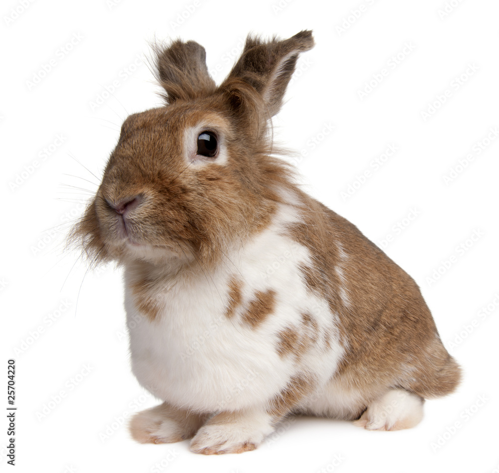 Portrait of a European Rabbit, Oryctolagus cuniculus, sitting Portrait of a European Rabbit, Oryctolagus cuniculus, sitting