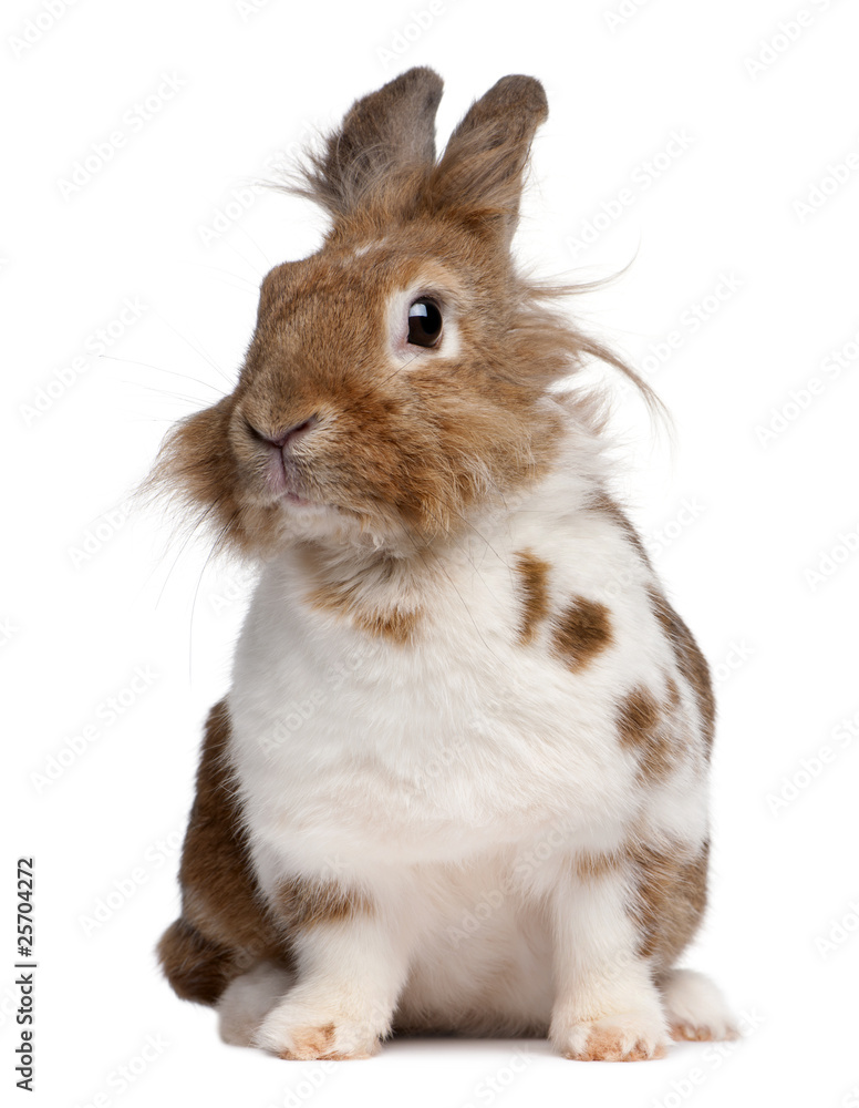 Portrait of a European Rabbit, Oryctolagus cuniculus, sitting Portrait of a European Rabbit, Oryctolagus cuniculus, sitting