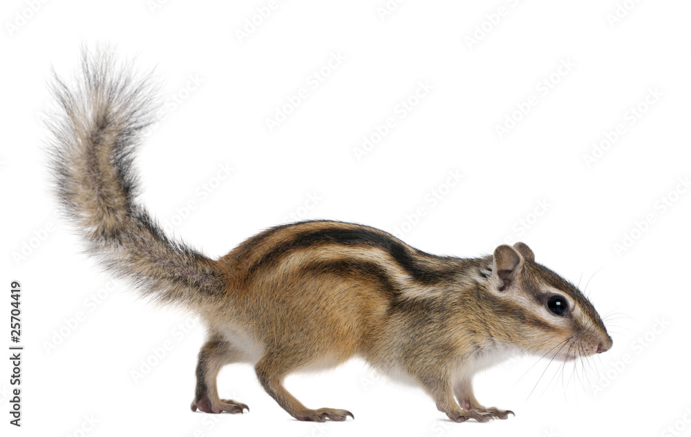 Obraz premium Siberian chipmunk, Euamias sibiricus, walking