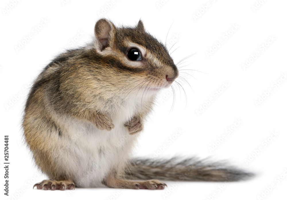 Siberian chipmunk, Euamias sibiricus Siberian chipmunk, Euamias sibiricus