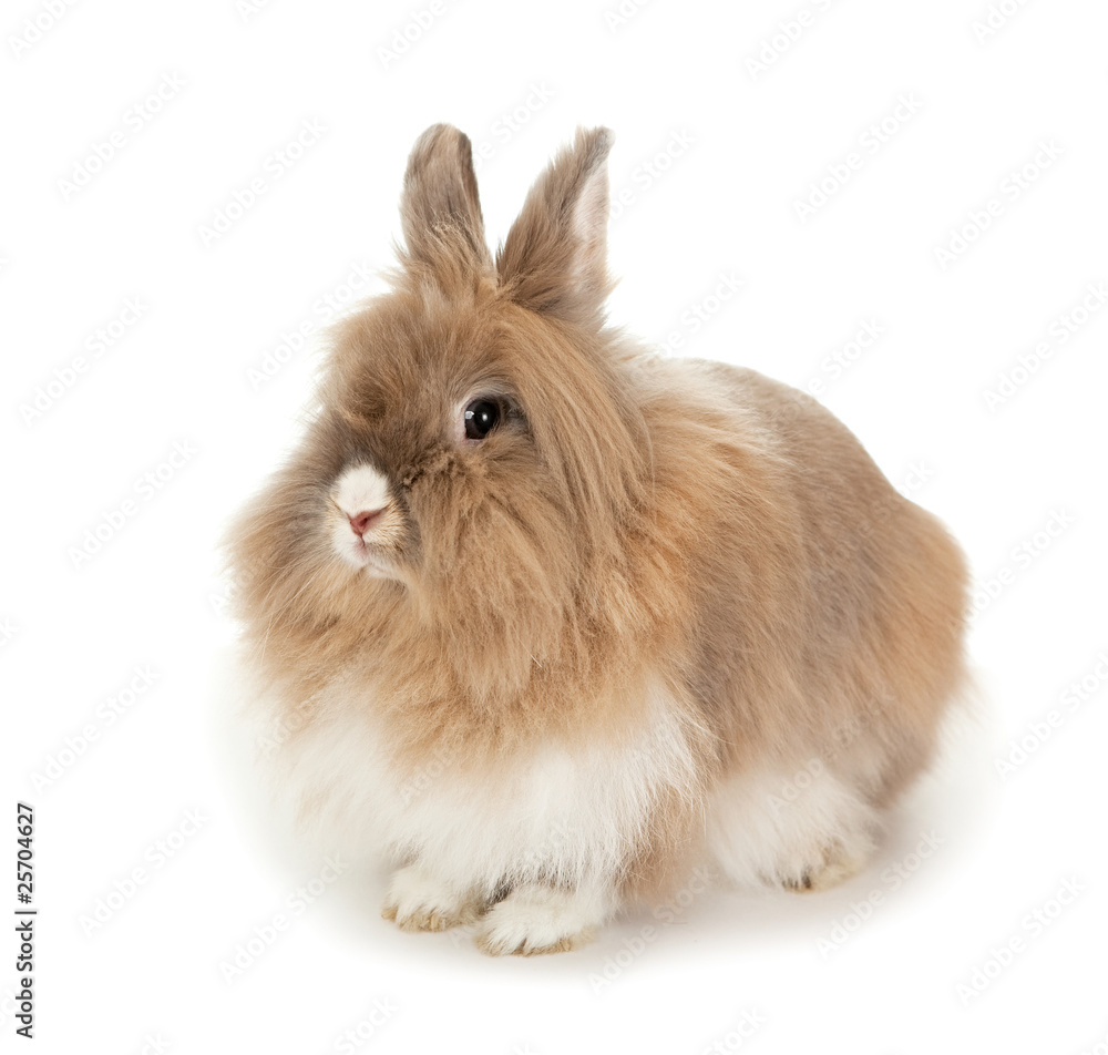 Lionhead rabbit. Lionhead rabbit.
