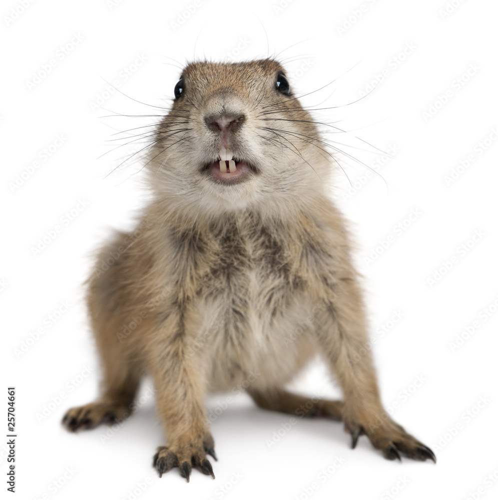 Obraz premium Black-tailed prairie dog, Cynomys ludovicianus