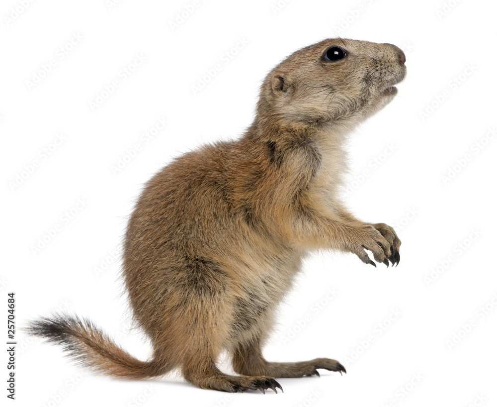 Black-tailed prairie dog, Cynomys ludovicianus, standing Black-tailed prairie dog, Cynomys ludovicianus, standing