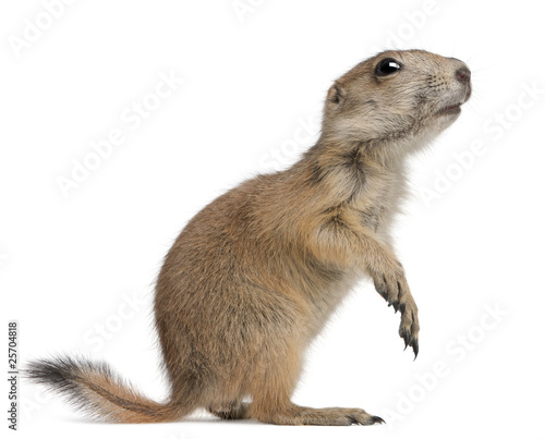 Black-tailed prairie dog, Cynomys ludovicianus, standing © Eric Isselée