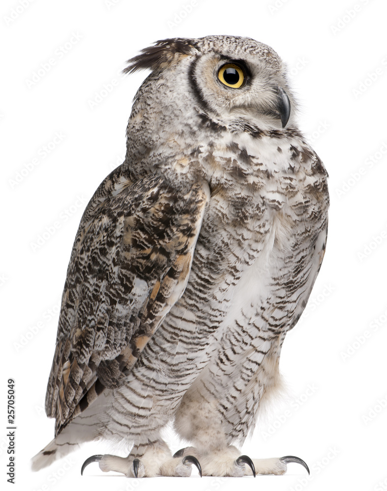 Fototapeta premium Great Horned Owl, Bubo Virginianus Subarcticus