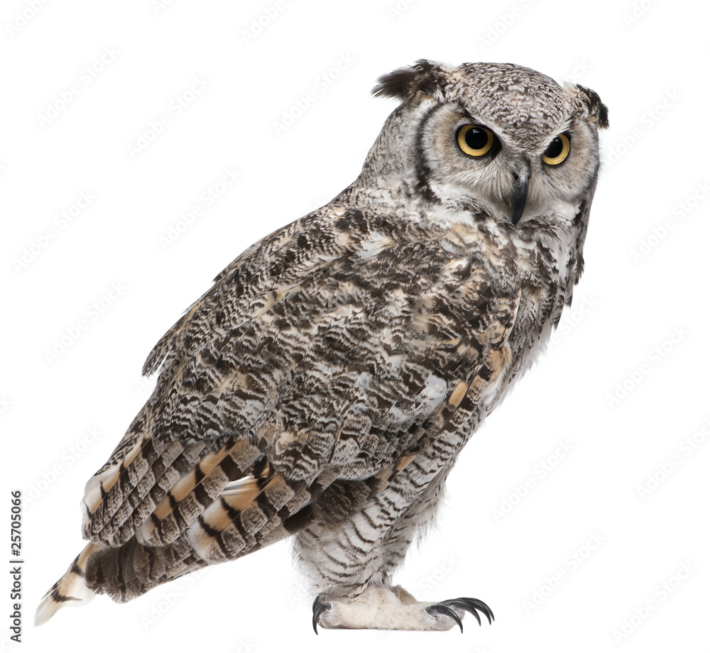 Great Horned Owl, Bubo Virginianus Subarcticus - obrazy, fototapety, plakaty 