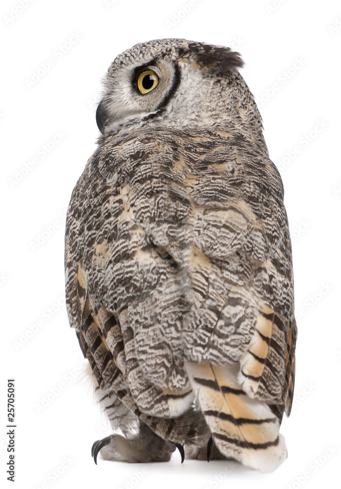 Naklejka premium Rear view of Great Horned Owl, Bubo Virginianus Subarcticus