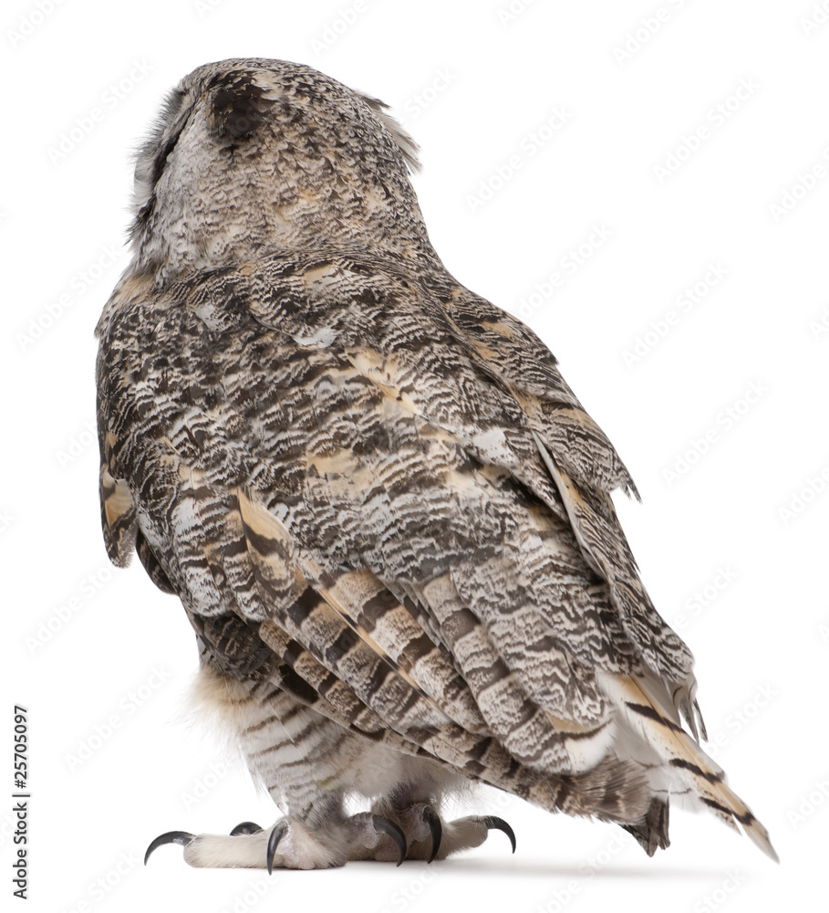 Naklejka premium Rear view of Great Horned Owl, Bubo Virginianus Subarcticus