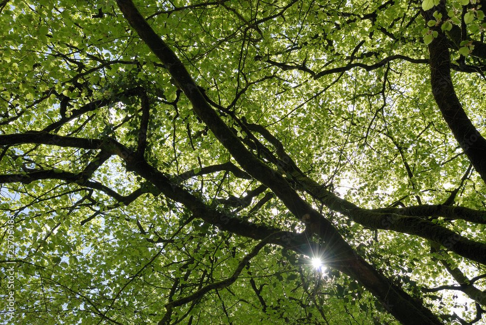 Fototapeta premium Forêt au printemps