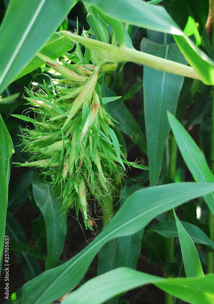 Obraz premium Maisbeulenbrand h.