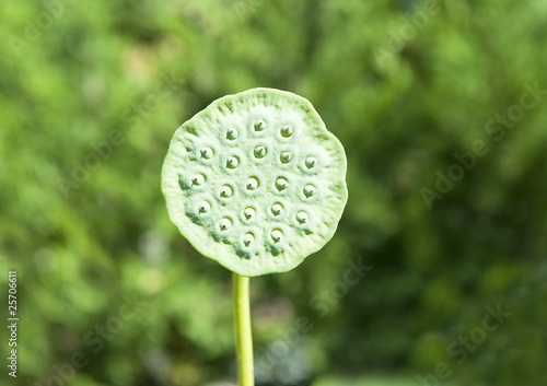 Fototapeta Water Lily after petals have dropped