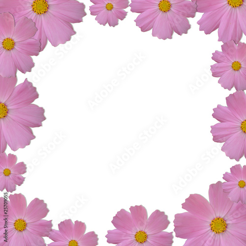 Wallpaper Mural Pink daisy frame on white background Torontodigital.ca