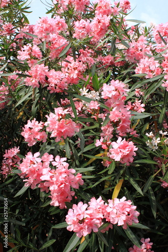 Картината върху платно Bush of pink oleander flowers