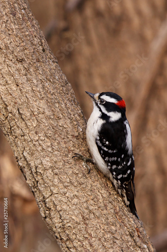 downy woodpecker on a tree branch #25710664